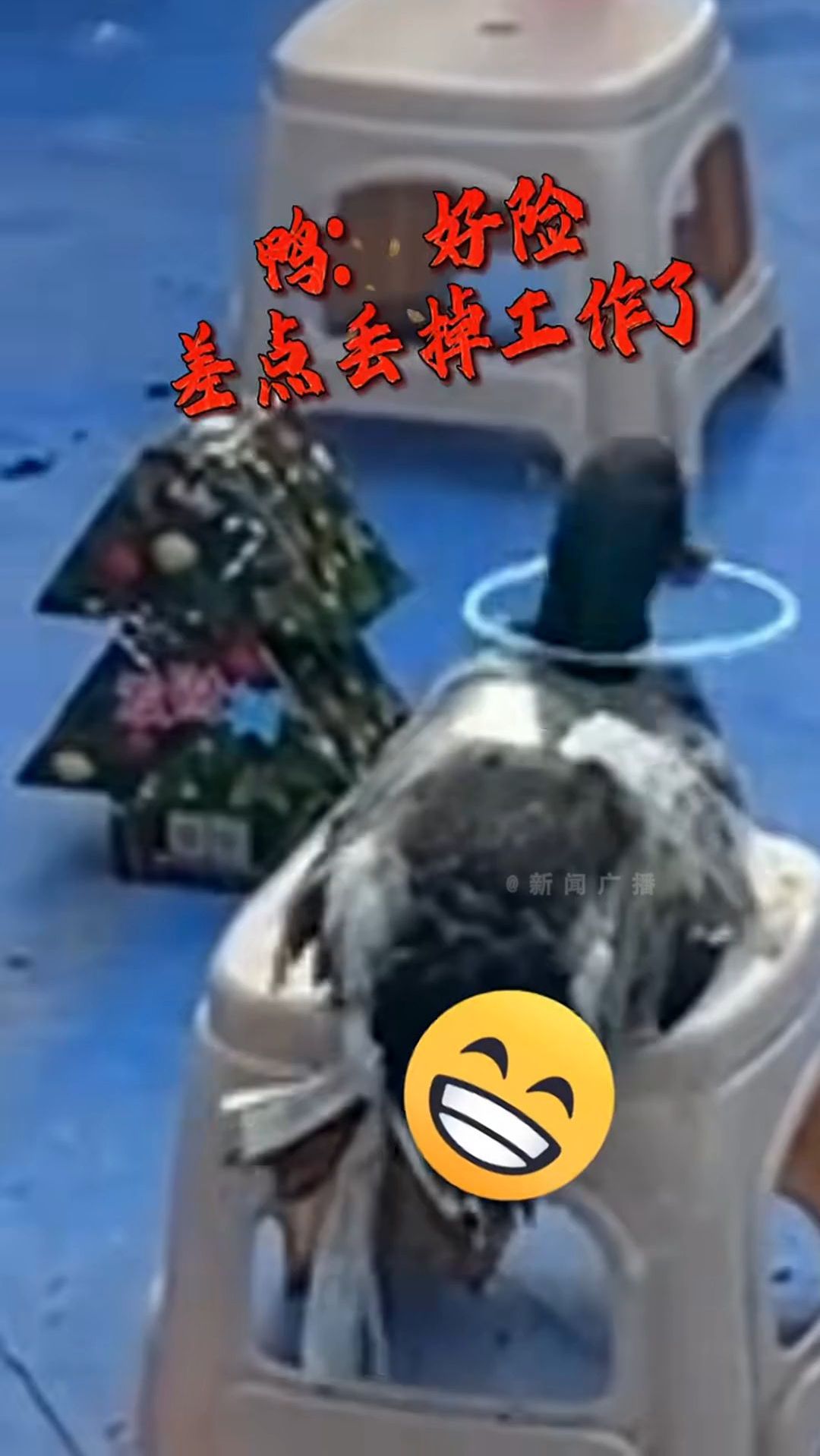 男子用圈套鸭,不料鸭子的操作让人懵了