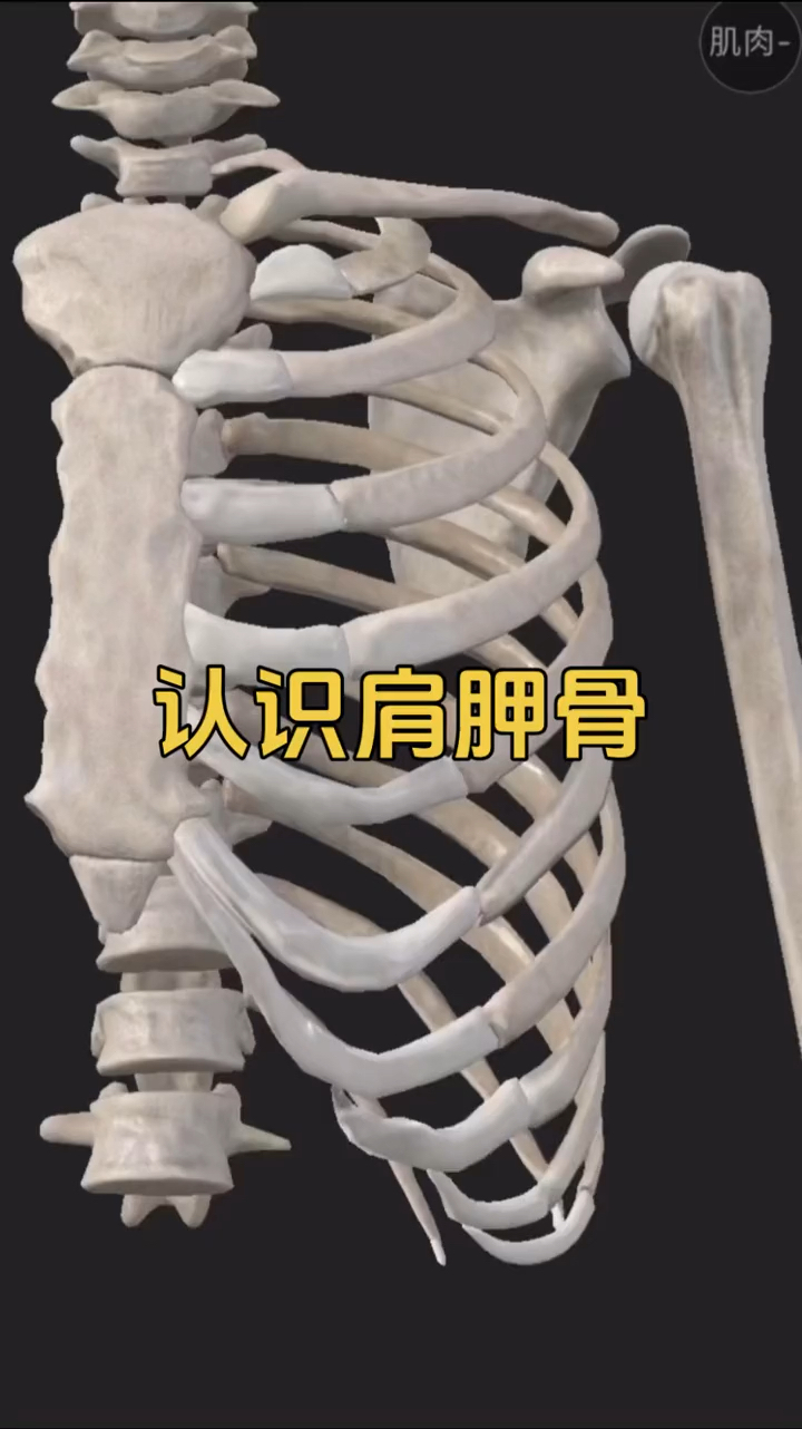 运动解剖,一起来认识肩胛骨!