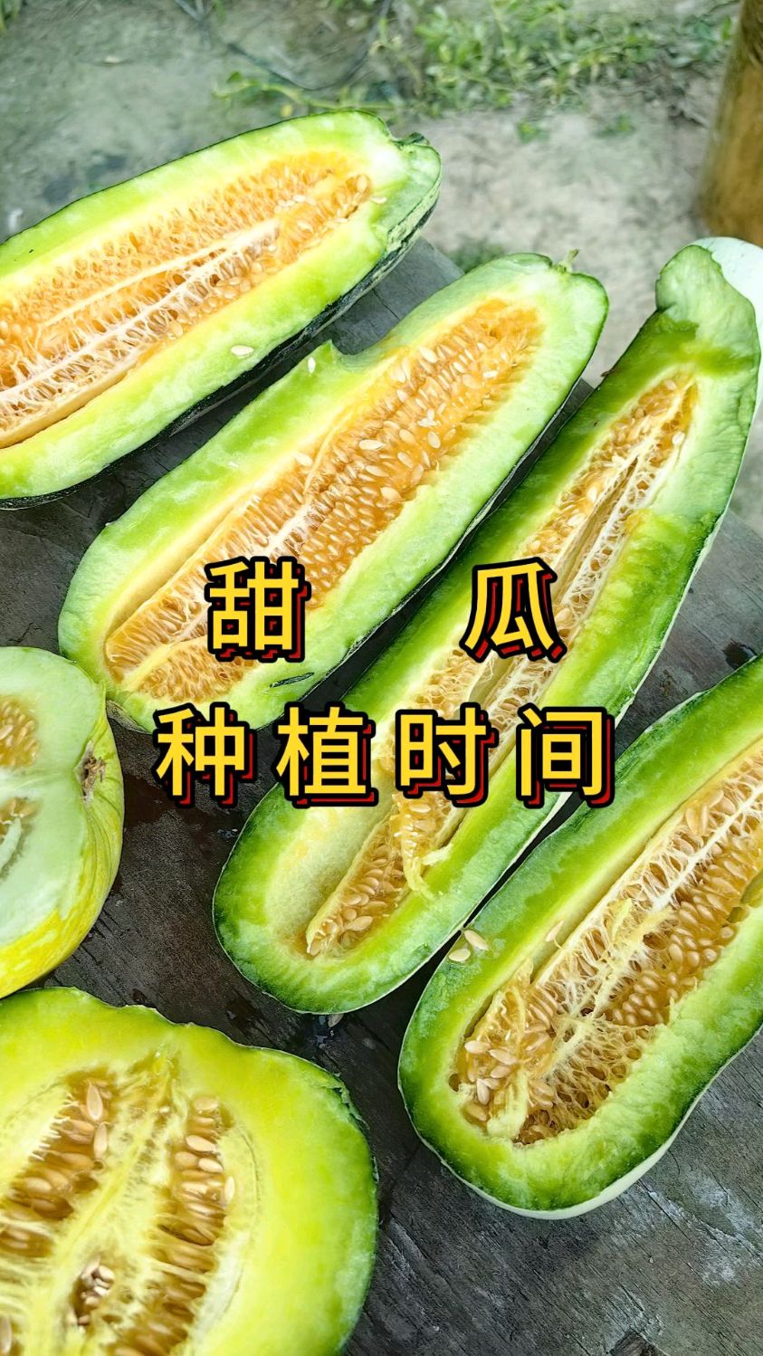 露天甜瓜种植时间和方法