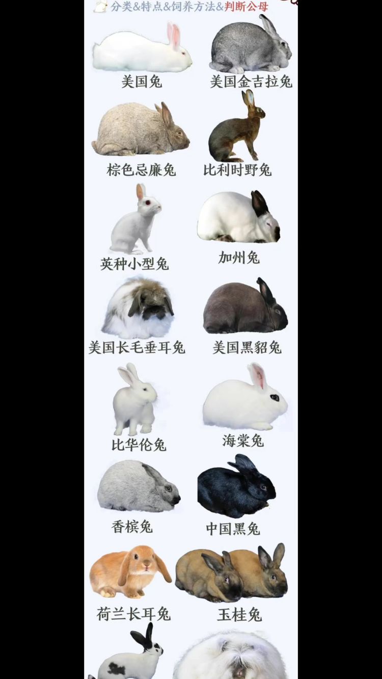兔子品种大全