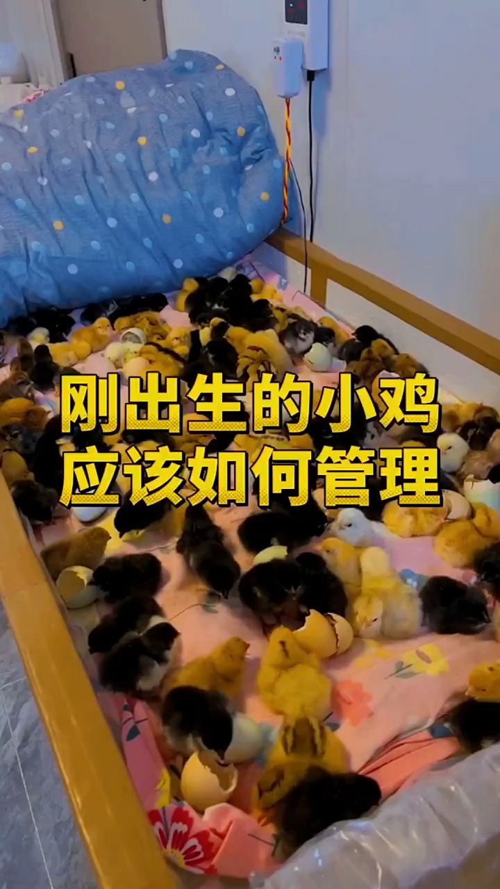 刚出生的小鸡如何管理