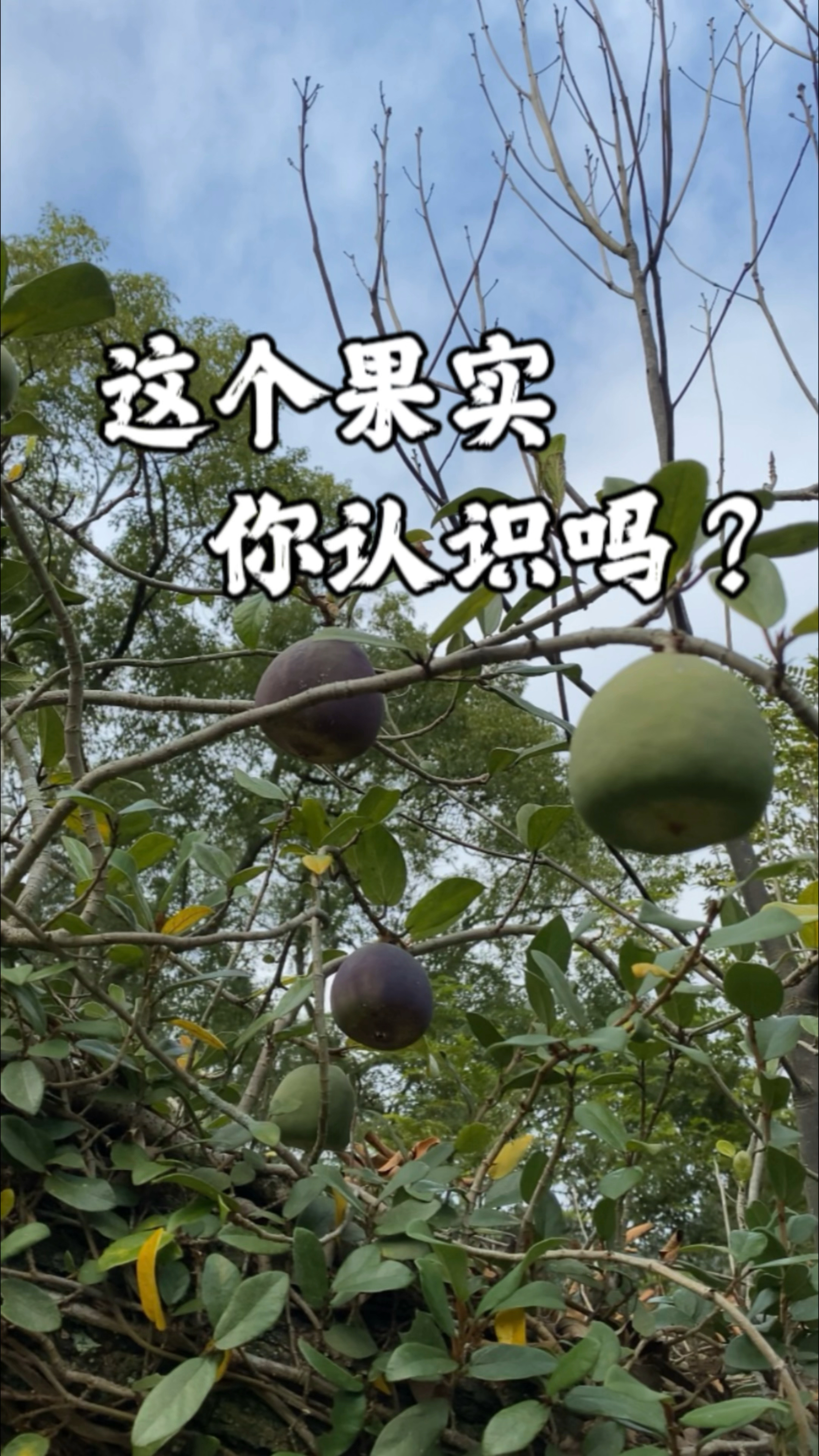 有多少人认识这个果子,又有多少人知道它的价值!