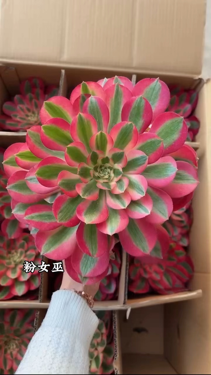 粉女巫,莲花掌属多肉里颜色鲜艳的品种