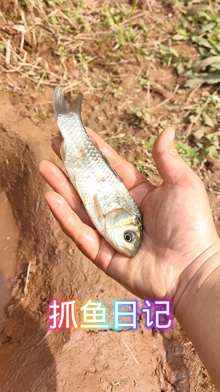 抓了一条漂亮的大板鱼