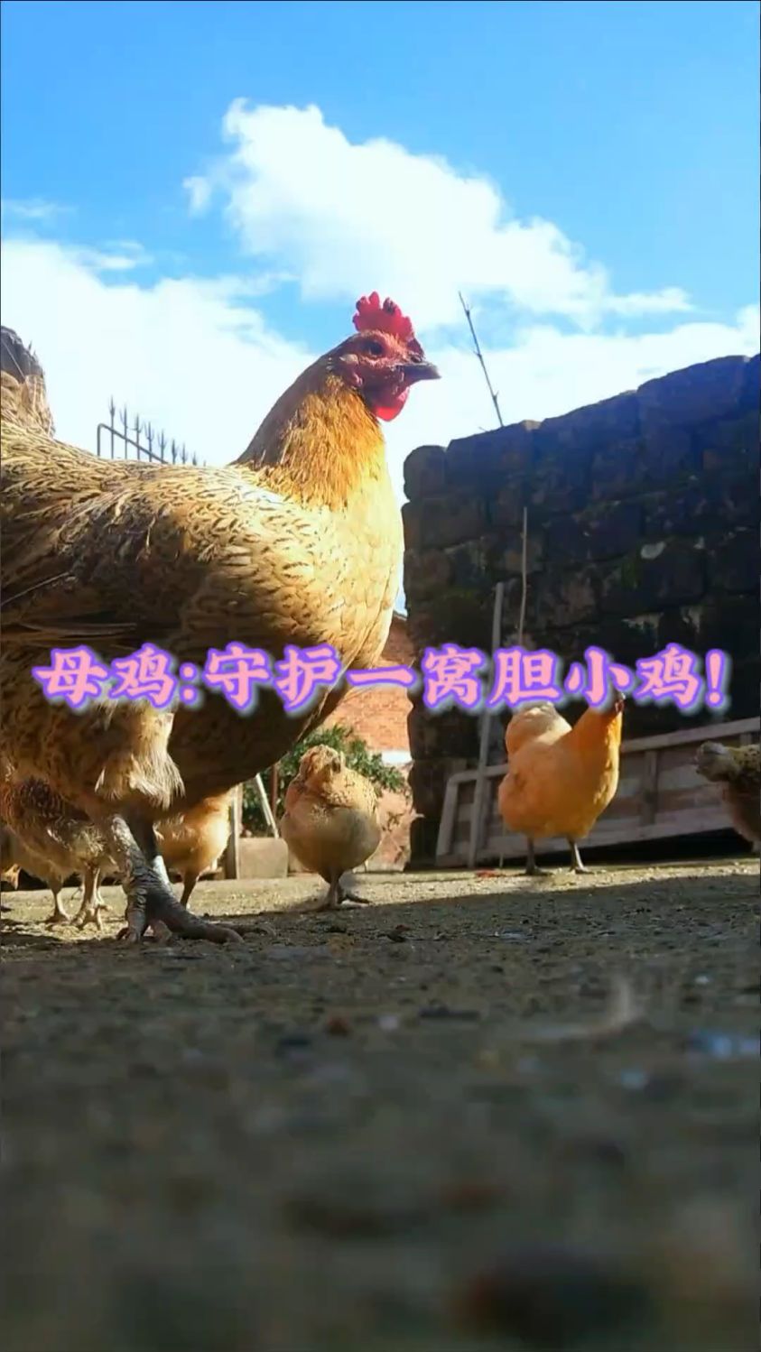 母鸡:守护一窝胆小鸡的母爱!只能在乡村才能看到的现实版老鹰捉小鸡,护犊子的鸡妈妈