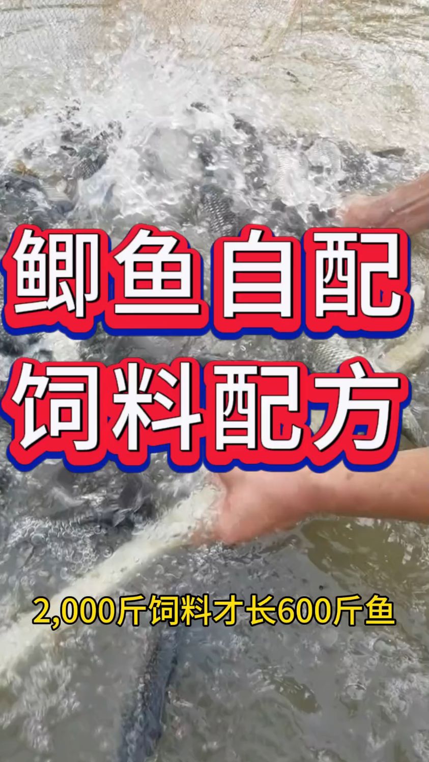 饲料那么贵,鲫鱼又不赚钱,当然是自己配饲料啦