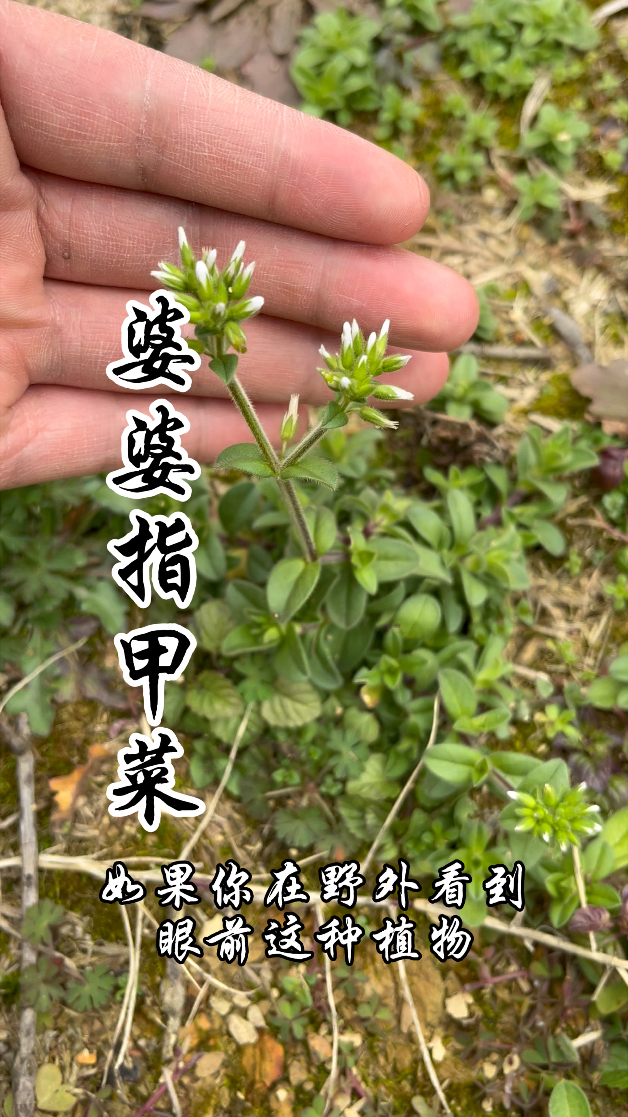 婆婆指甲菜,因其叶似人的指甲而得名,你知道婆婆指甲菜吗?