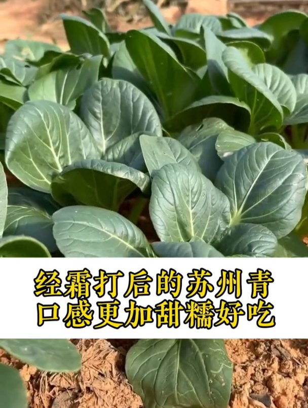 矮脚黑叶苏州青,有两个特点,株型矮小口感脆嫩