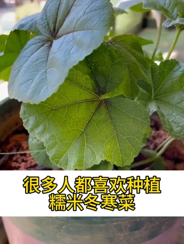 冬寒菜曾是“百菜之王”,煮粥是一绝,如今很少人种了,可惜!
