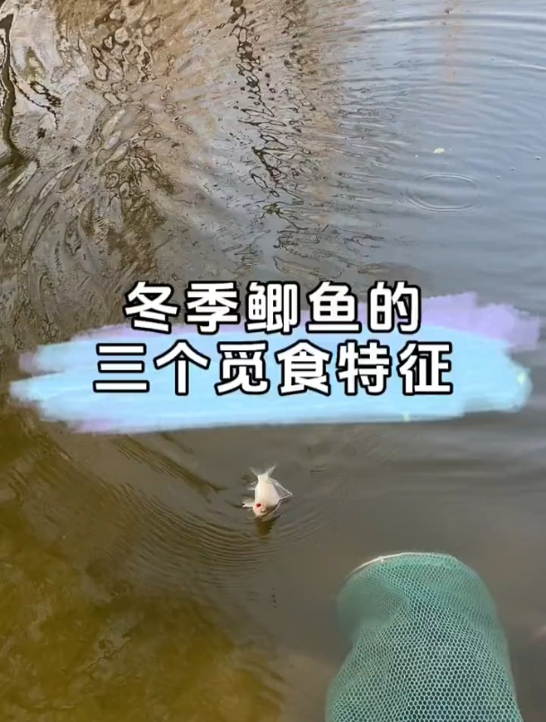 鲫鱼的3个觅食特征,掌握这些才能钓更多!