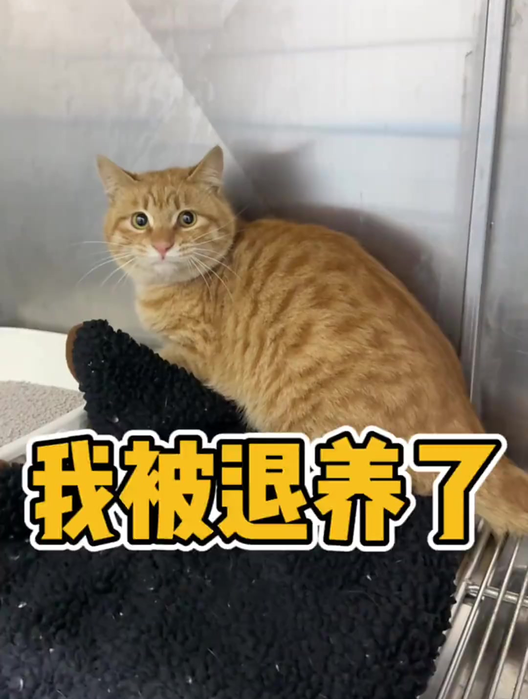 来回一个多小时去接,换回胖头鱼的骂骂咧咧