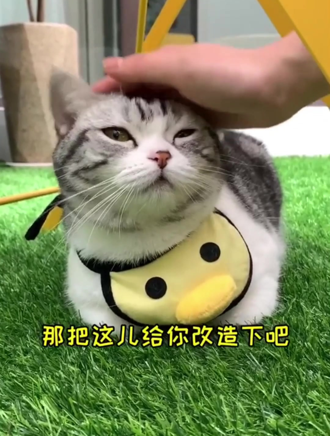 今天的任务是给泡芙布置小花园,探索芙上线!