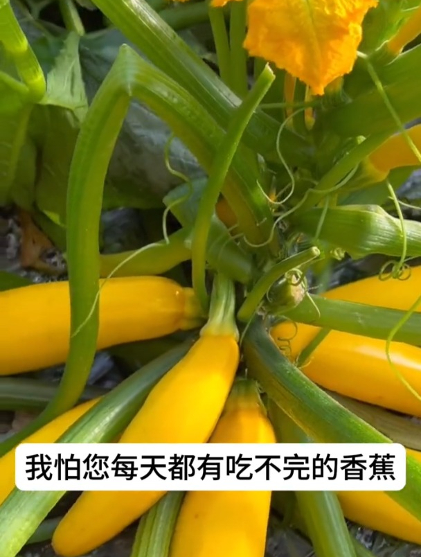 是蔬菜还能当水果吃,它就是香蕉西葫芦!