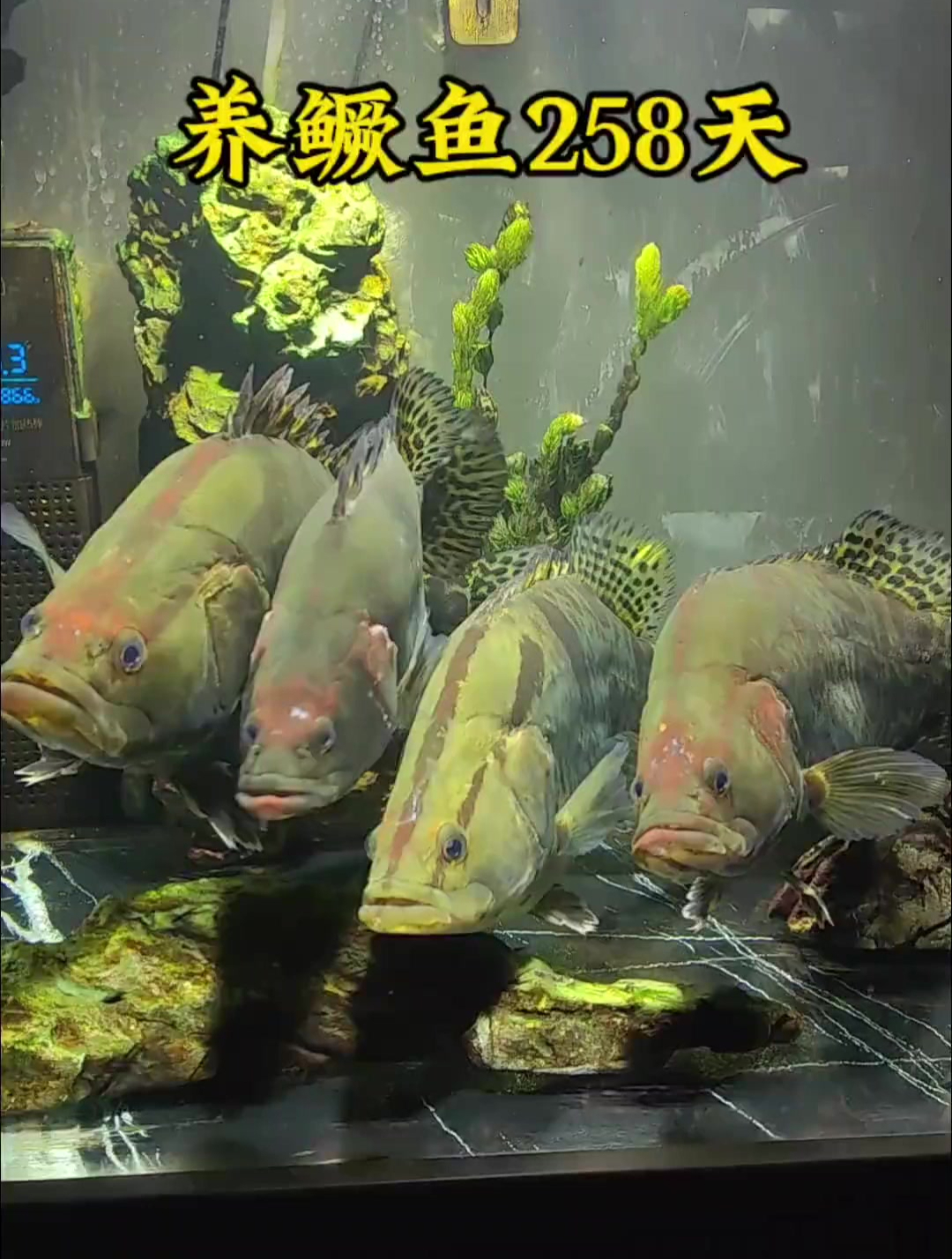 开始的时候没想到4厘米的鳜鱼苗,能长到四十多厘米