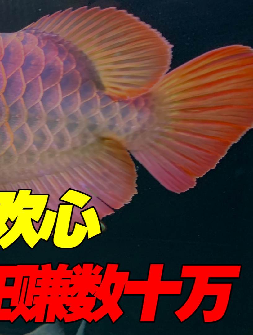 天津少妇花6万买来2条金龙鱼,刚带回家鱼就翻肚皮,赚翻了!