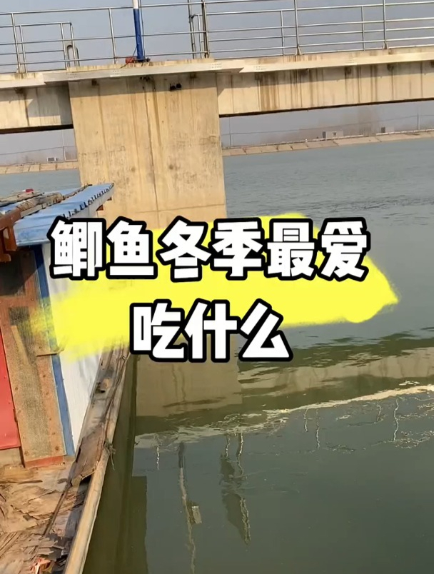 鲫鱼冬季最爱吃什么?除了红虫还有这几样东西!