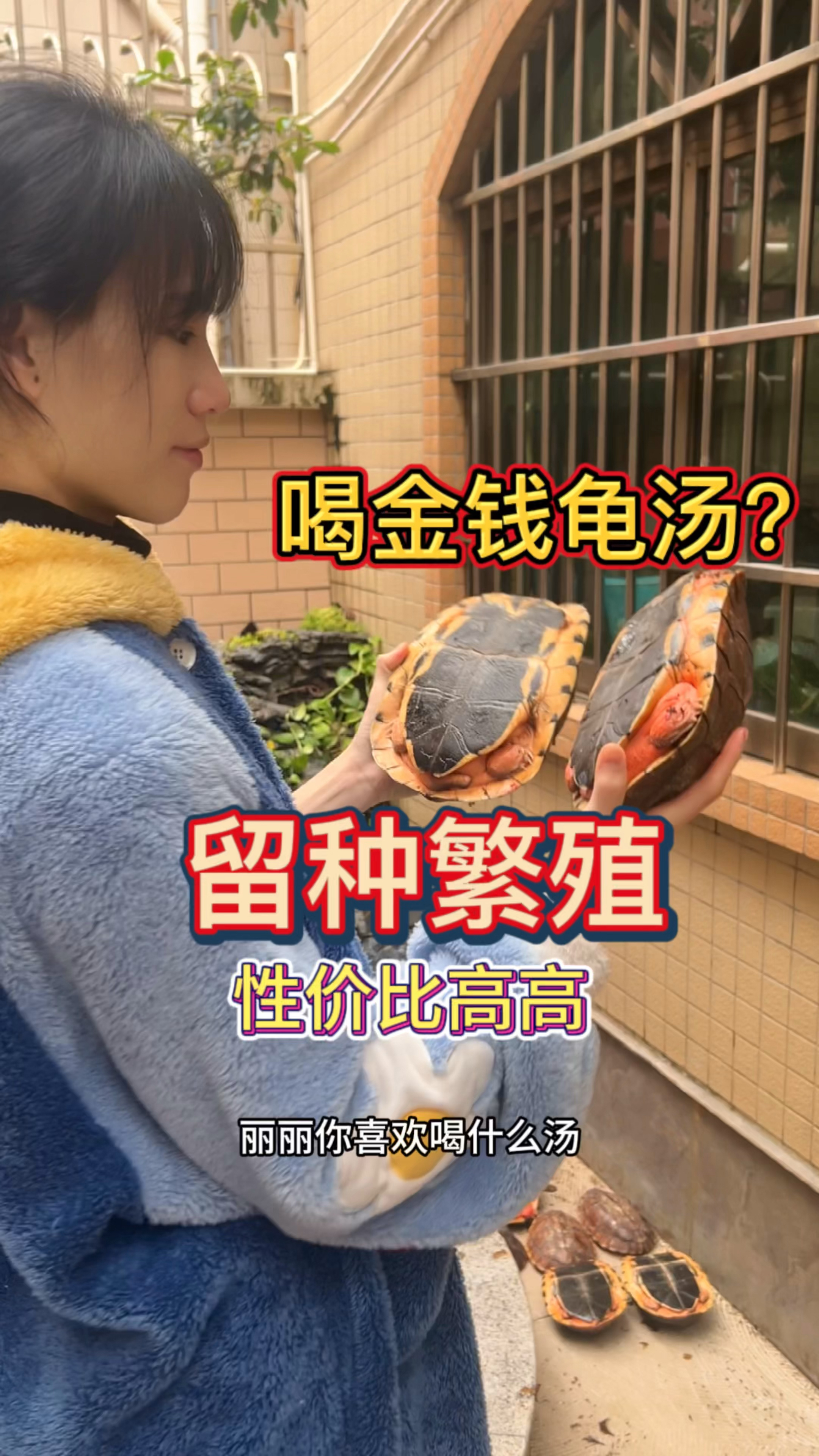 你们喜欢喝什么汤呀?金钱龟汤喝过吗?留种繁殖都可以的金钱龟种龟 超多的#金钱龟