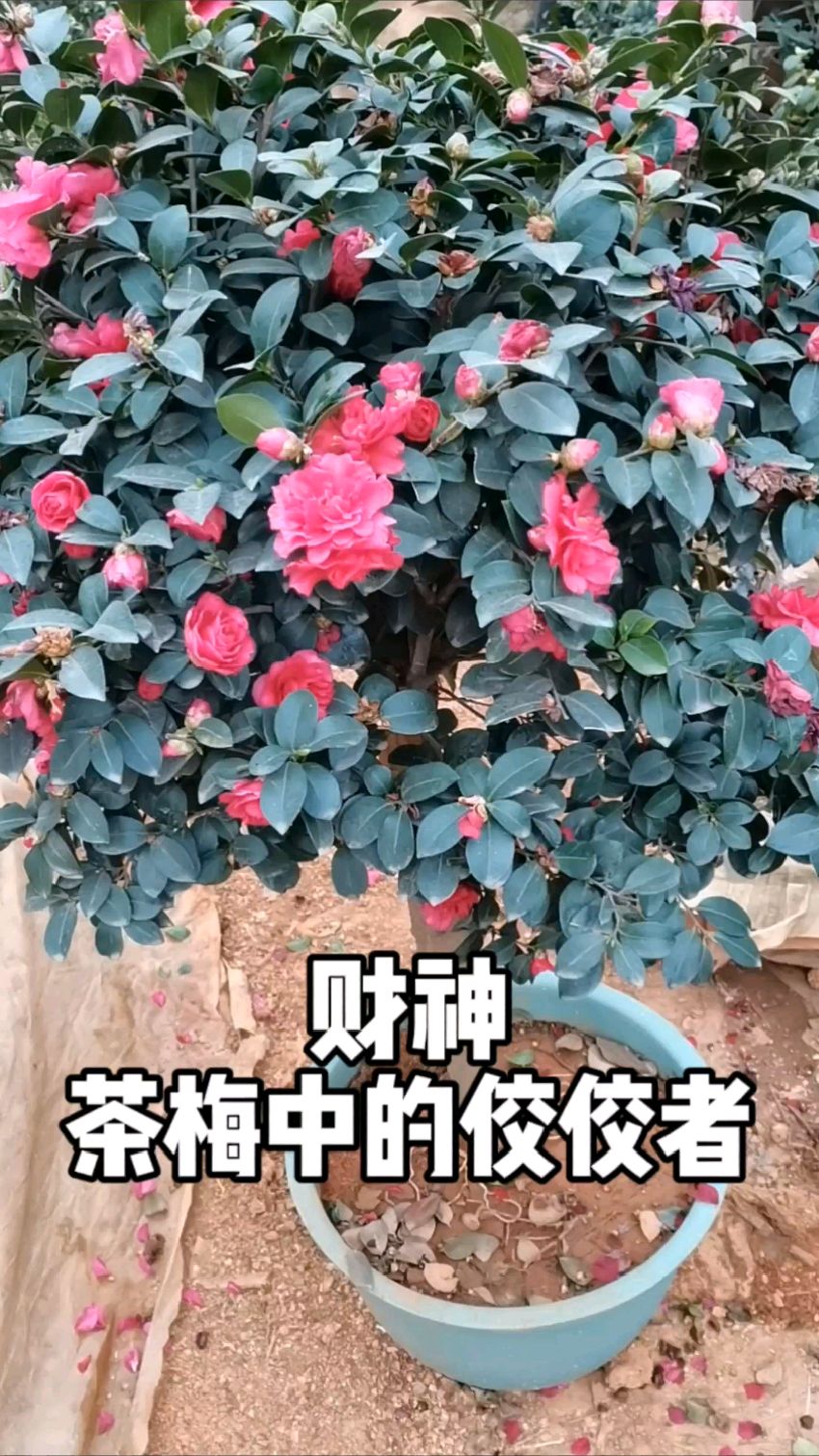 茶梅中的佼佼者:财神茶梅