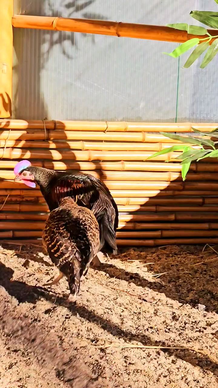 绿原鸡观赏鸡宠物鸡