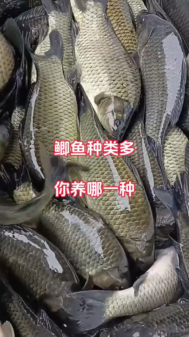鲫鱼种类多,你养哪一种