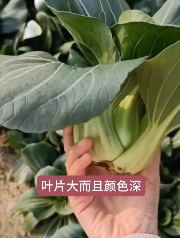 矮脚黑叶小油菜,是新品种吗?深受城里人喜爱!