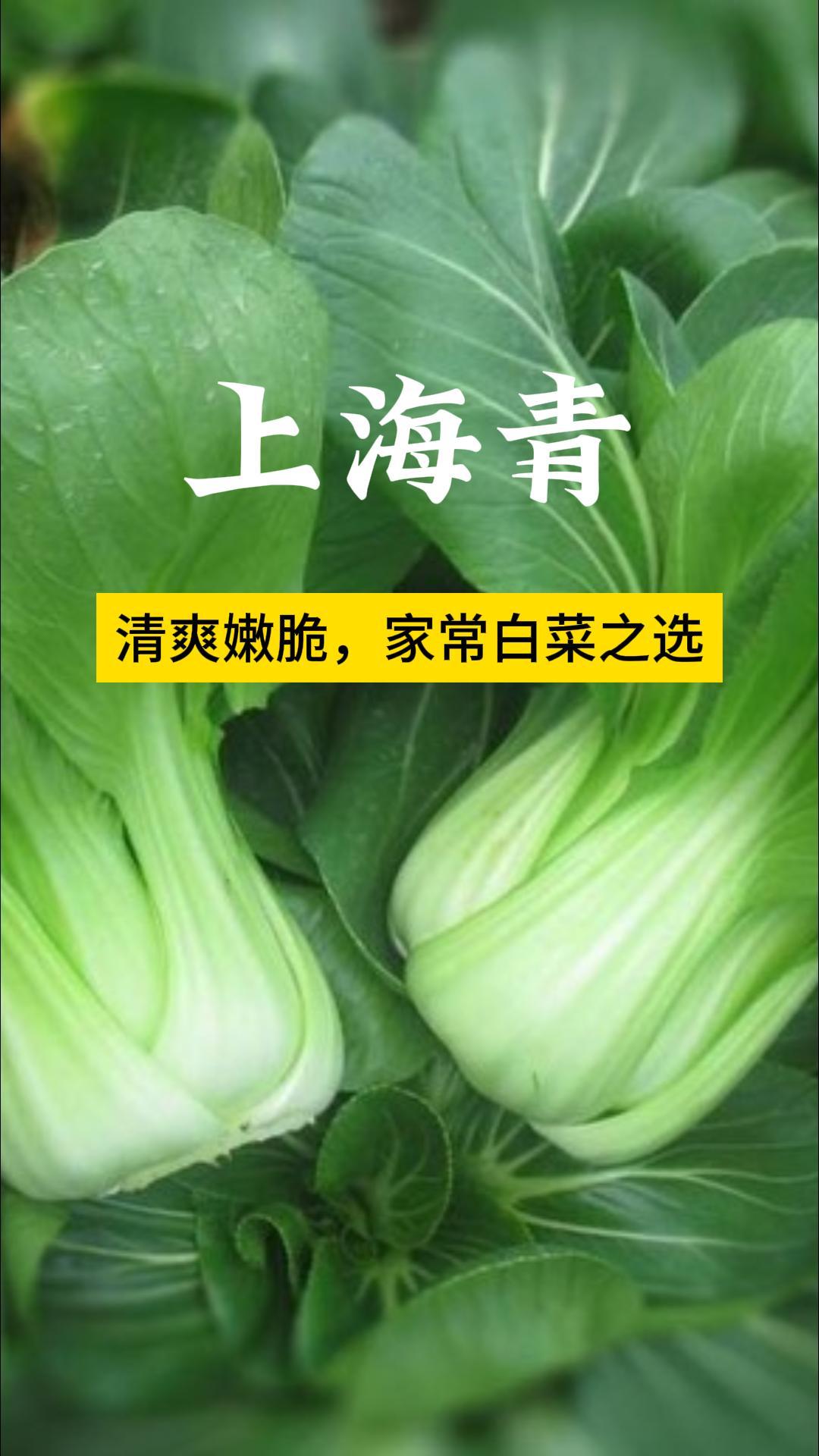 上海青:清爽嫩脆,家常白菜之选