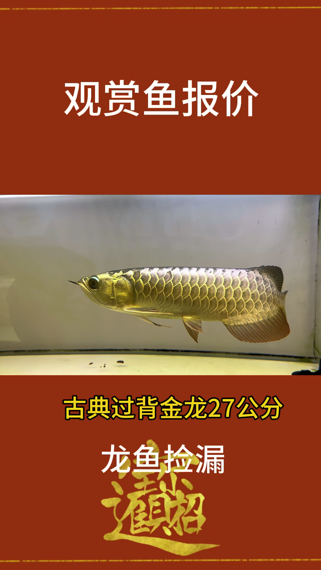 龙鱼金龙鱼红龙鱼报价