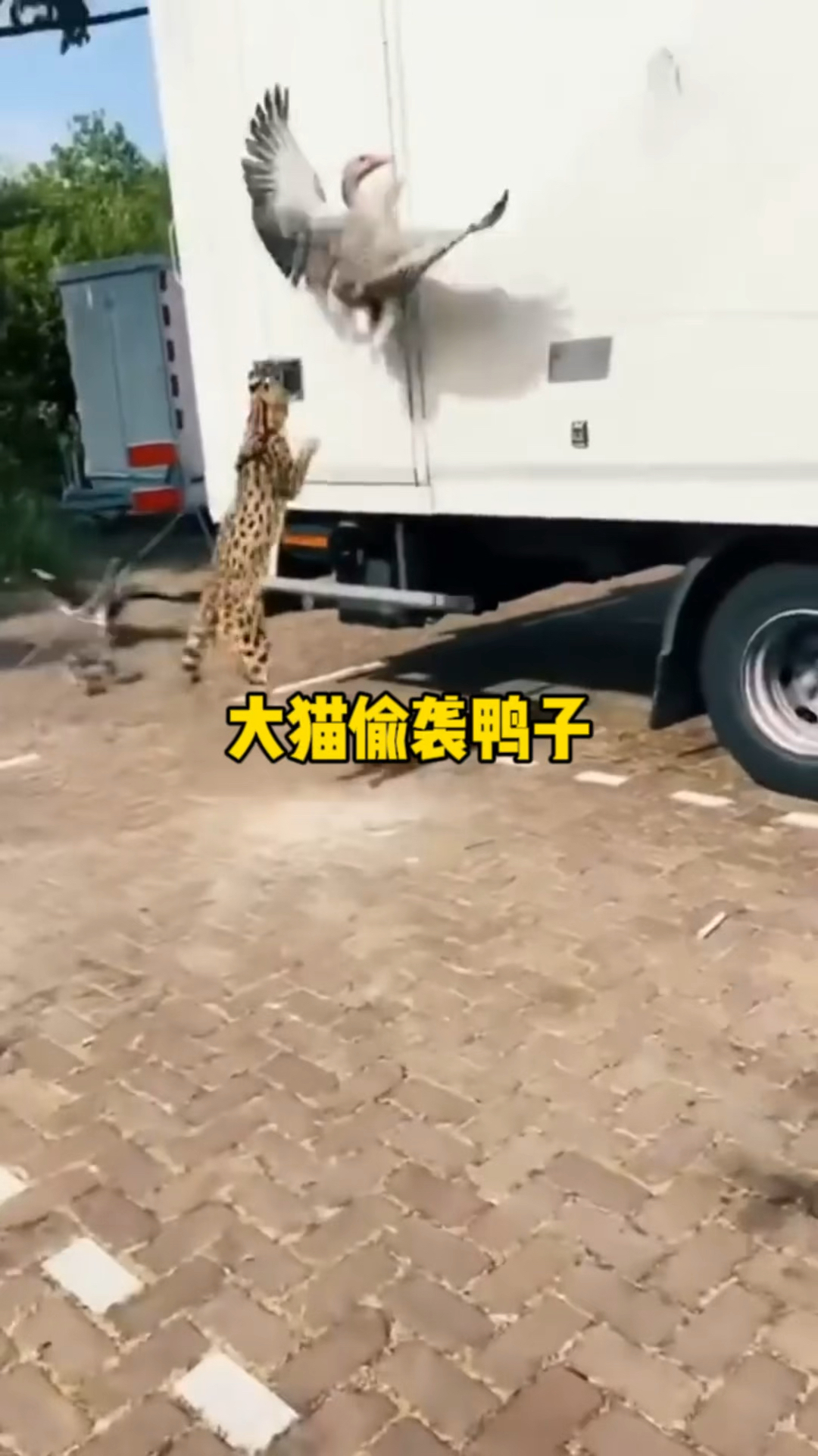 大猫偷袭鸭子,差一点就逮住了