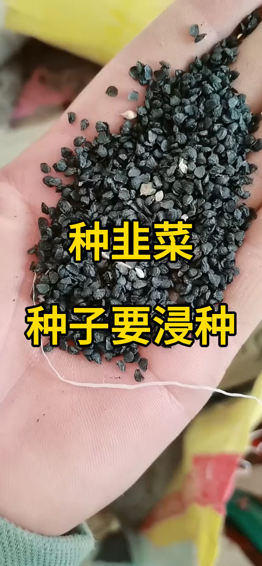 种韭菜种子要浸种!