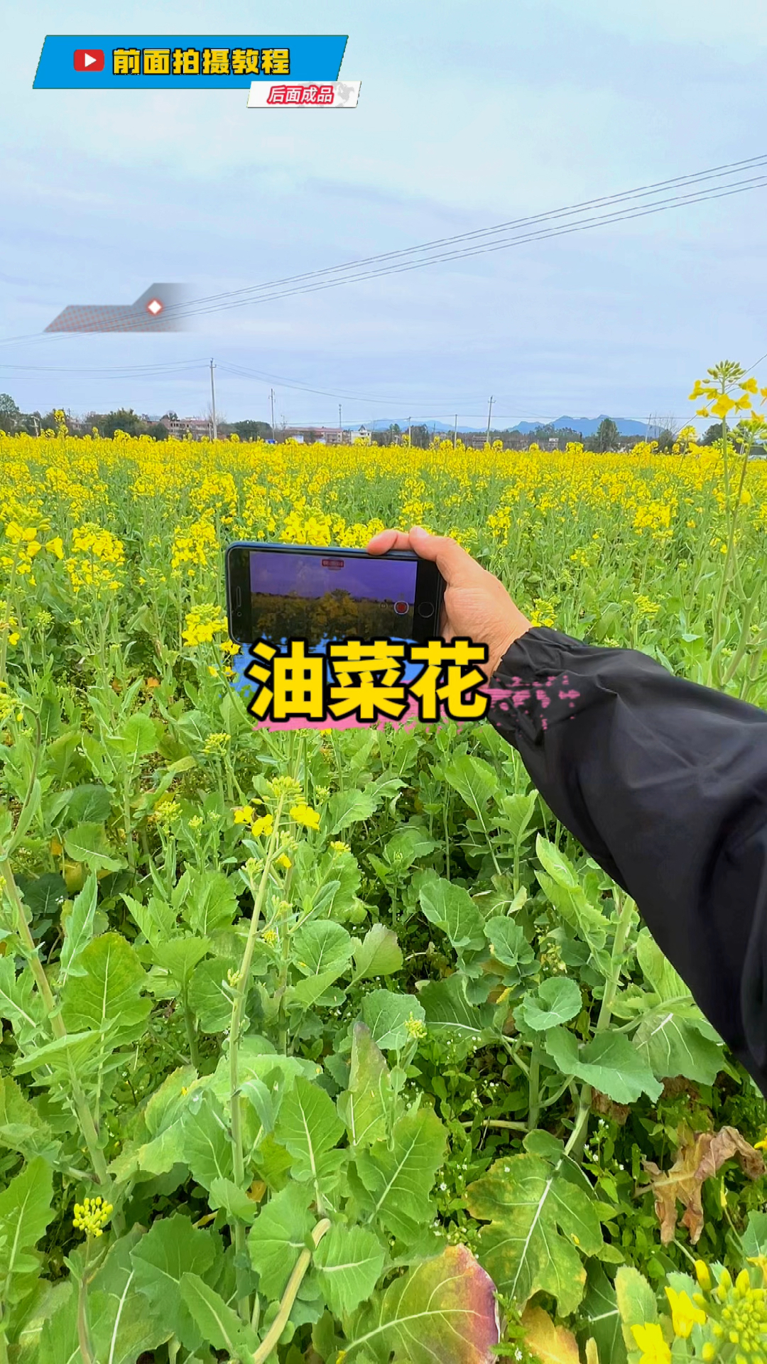 油菜花试试这样拍