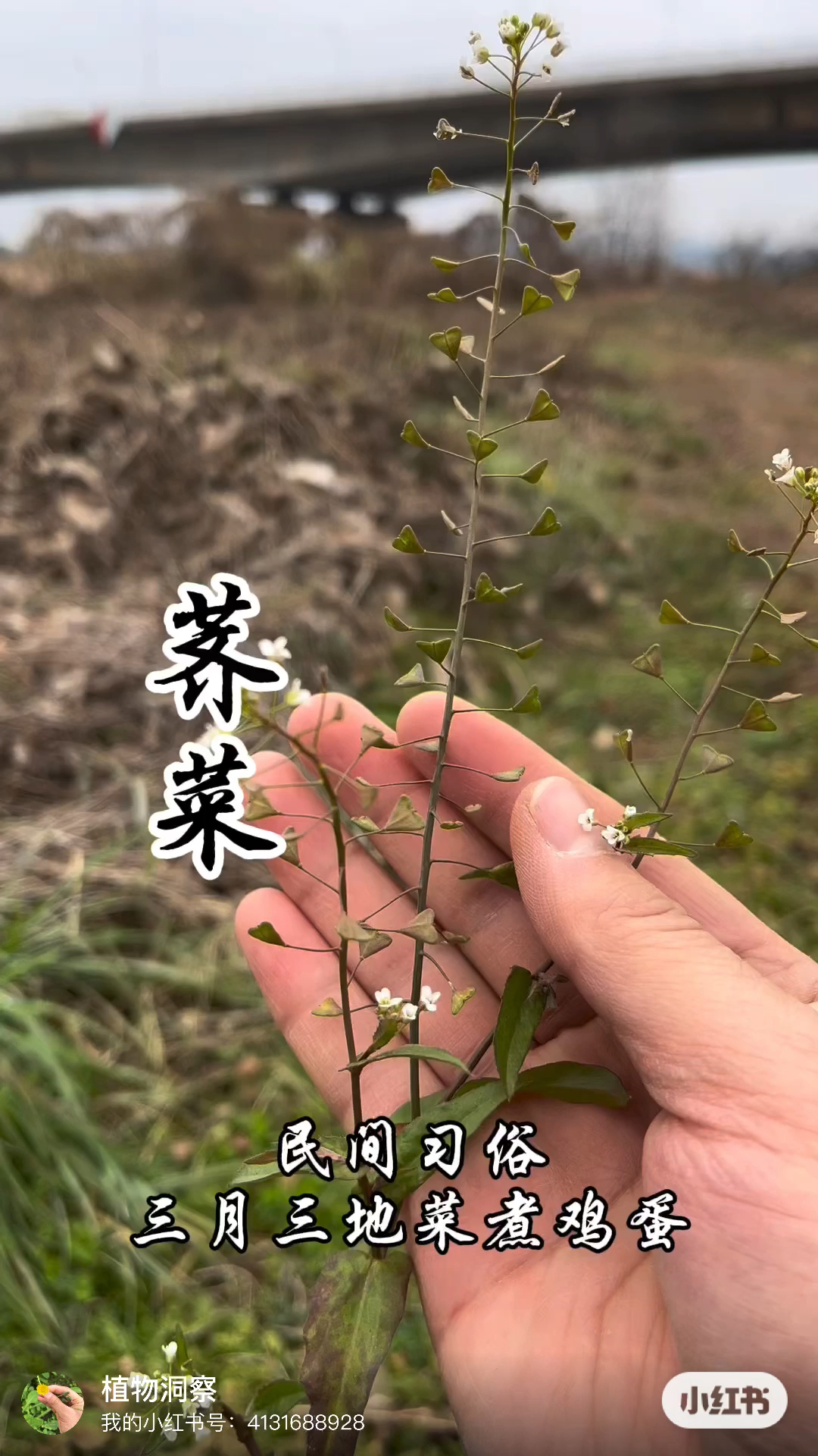 民间习俗:“三月三地菜煮鸡蛋”,你知道荠菜的作用吗?