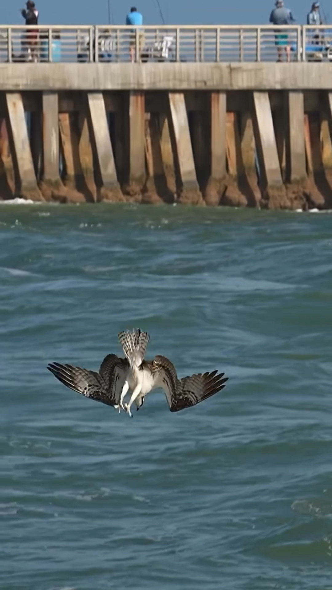 老鹰空中直接砸进海里抓鱼的精彩瞬间#太震撼