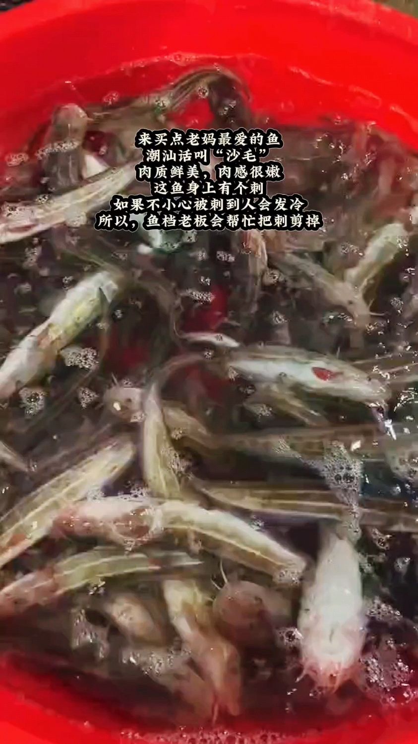 “沙毛鱼”肉质鲜美,肉感很嫩