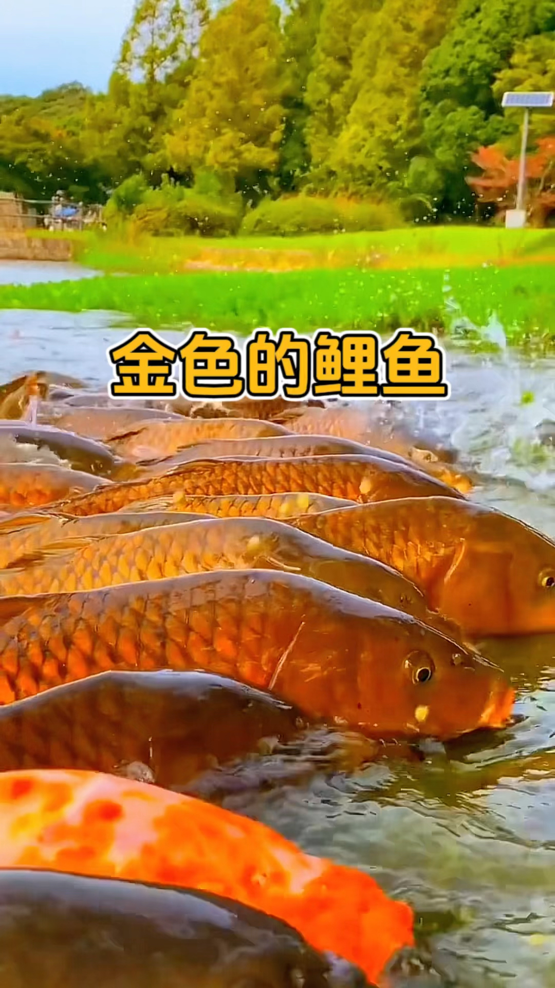 金色的鲤鱼!