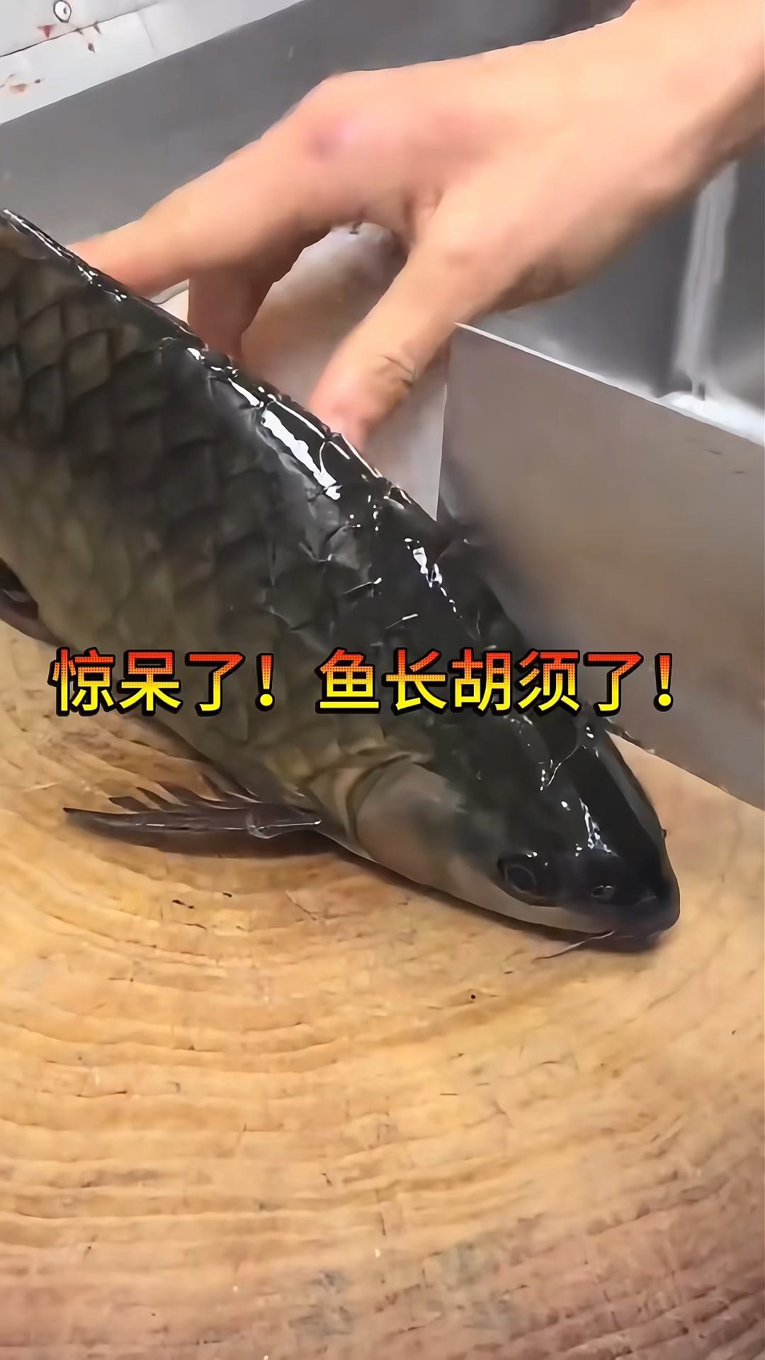 惊呆了鱼长胡须了!鱼生的切法