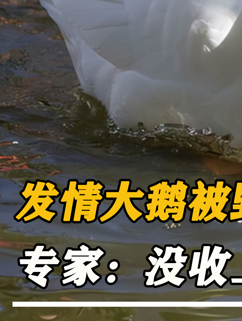 山东发情大鹅被野鸭拐到河南,拉出15只怪异鹅鸭,专家:没收!