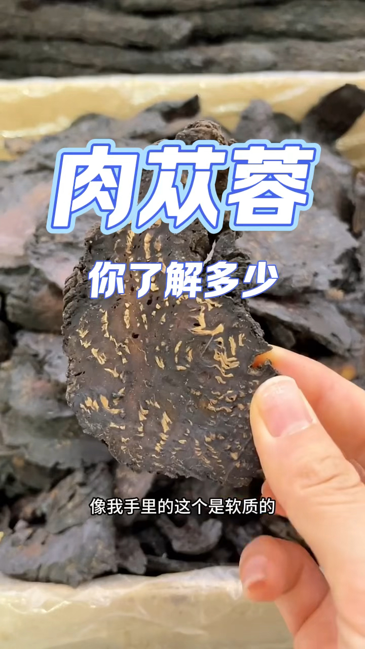 第37集:肉苁蓉你了解多少?