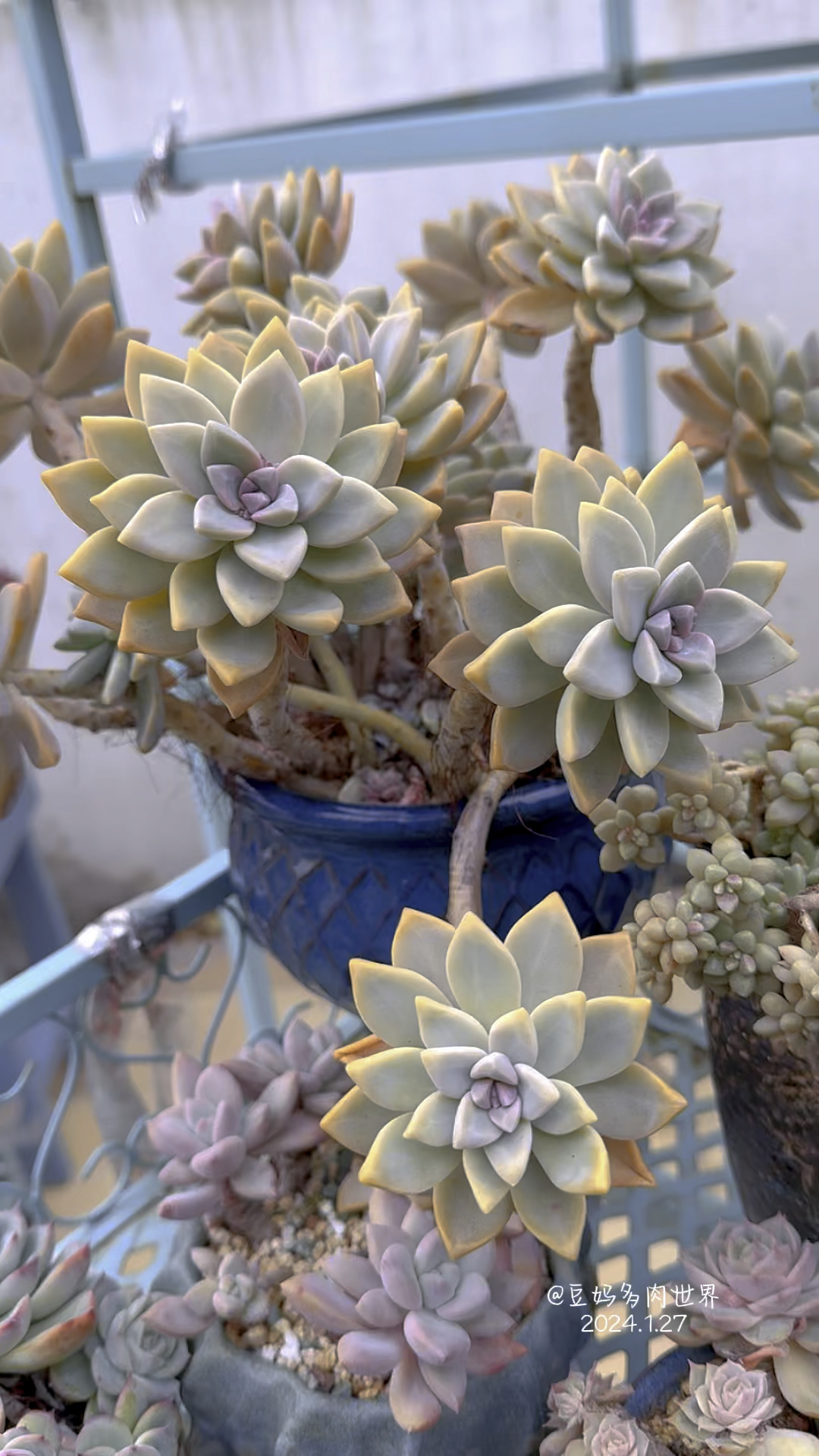 淡雪,又名幽灵公主