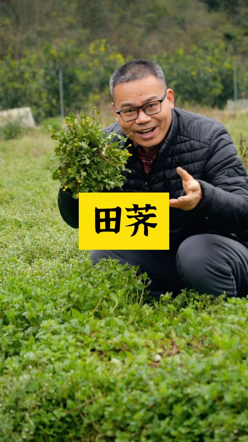 稻槎菜,小时候打猪草的野菜
