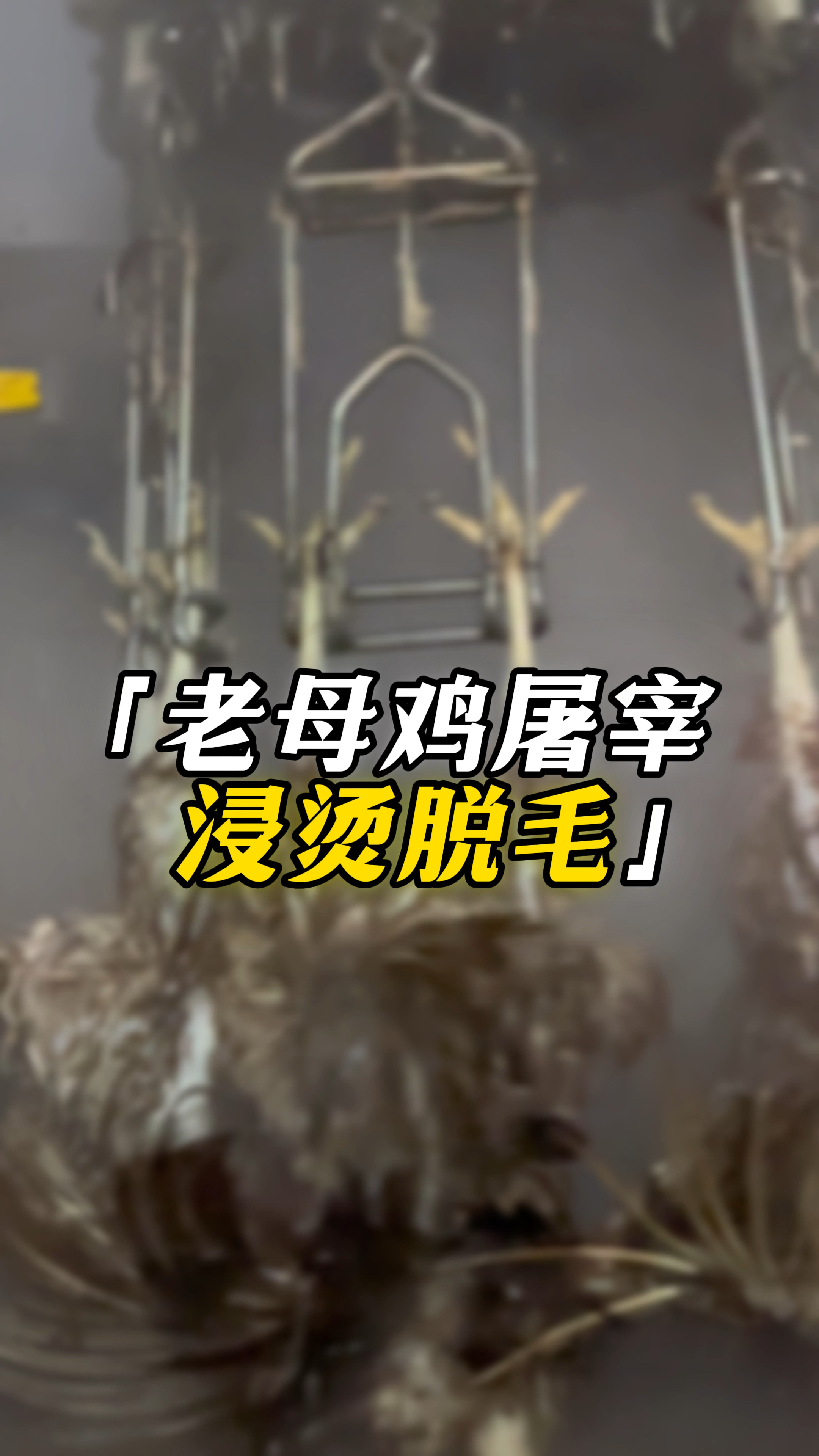鸿源老母鸡屠宰工艺流程——浸烫脱毛