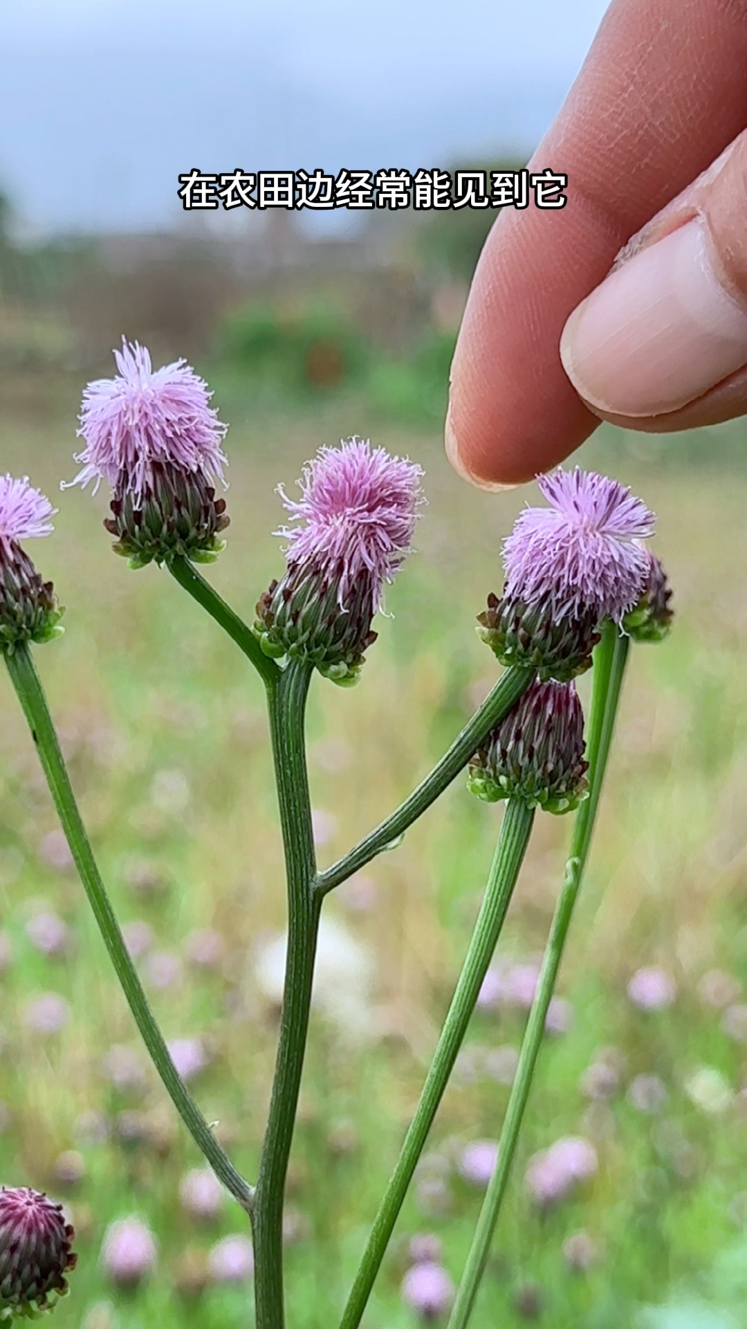 农村人采摘泥胡菜,在农田边常见到它,一种开着紫花的植物