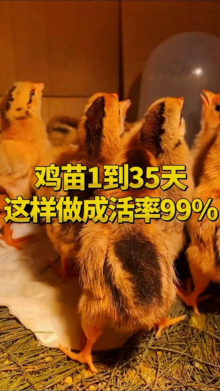 鸡苗1~35天这样做成活率高