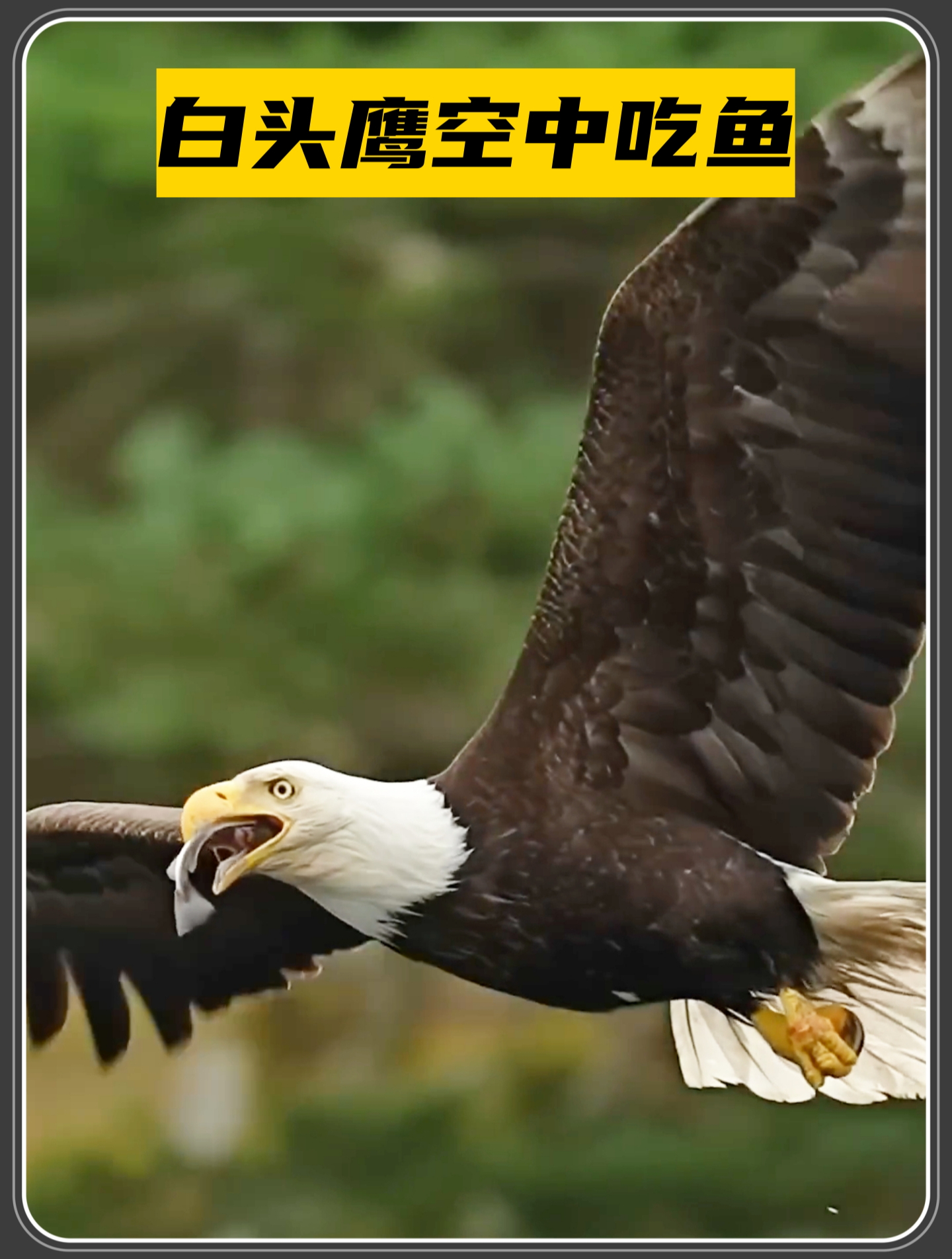 白头鹰捕获鱼儿,在空中上演吃鱼