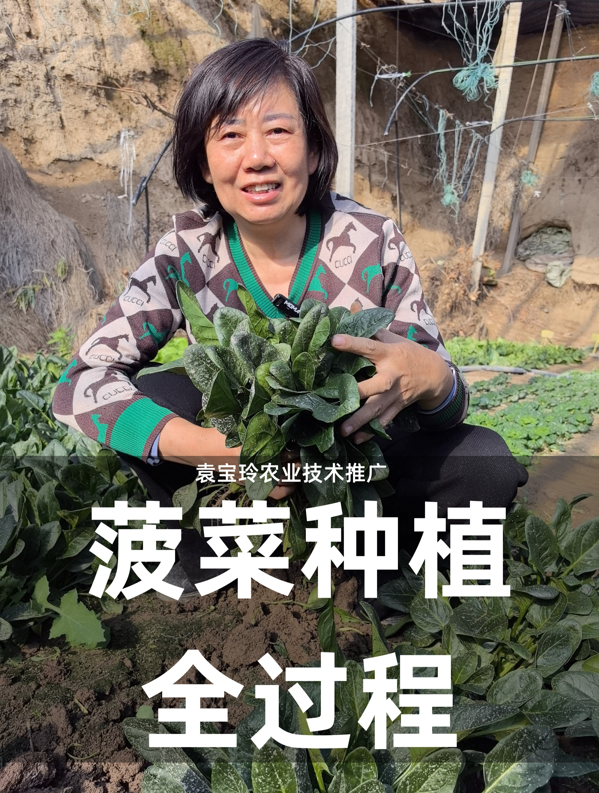 菠菜种植全过程!