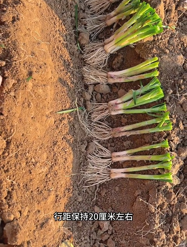 韭菜苗一般2年移栽一次,做好这些细节,越割越脆嫩