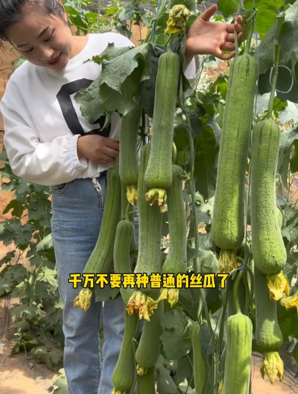 媳妇种的肉丝瓜,爬满整个架子,还没有成熟就被摘完了!