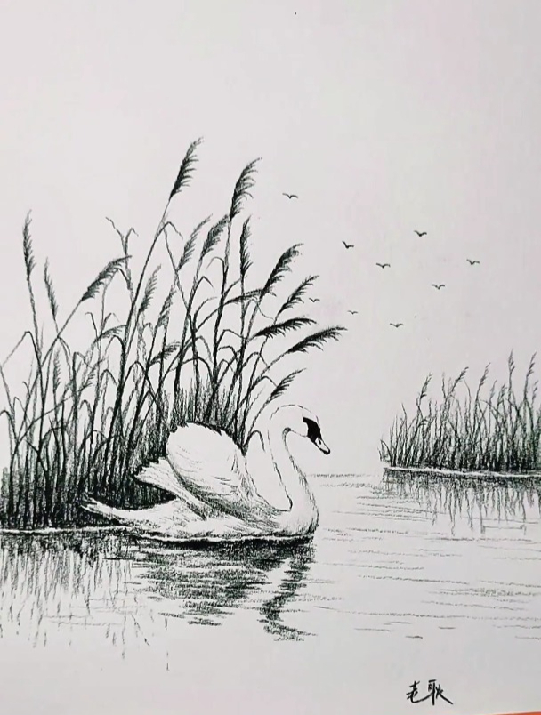 天鹅的画法,你学会了吗?