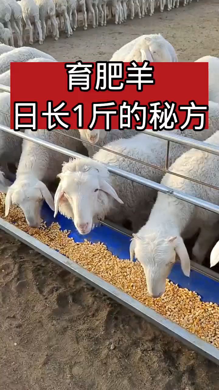 育肥羊怎么喂长得快