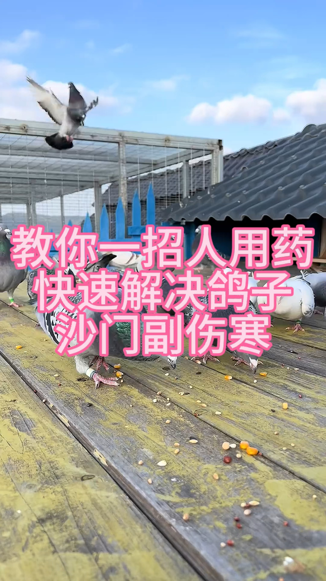 教你一招快速解决鸽子沙门副伤寒