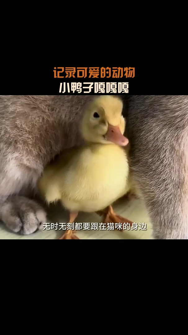 记录可爱的动物,小鸭子嘎嘎嘎